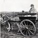 Donkey Cart c1920