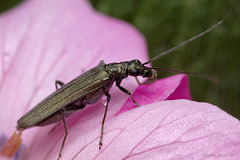 Oedemera lurida