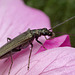 Oedemera lurida