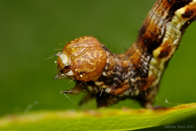 Mottled Umber Larva (Erannis defoliaria)