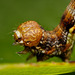 Mottled Umber Larva (Erannis defoliaria)