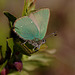 green_hairstreak_002