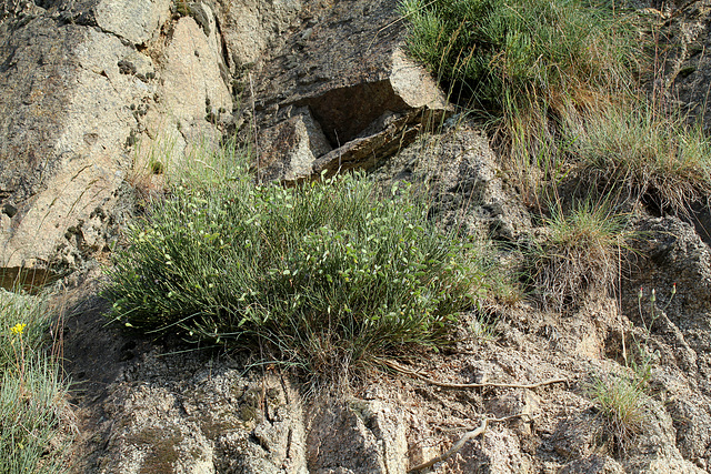 Cytisus oromediterraneus- Genêt purgatif