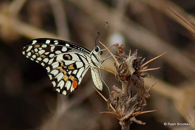 20070408-0196 Lime Butterfly