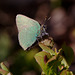 green_hairstreak_006