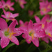 20070803-0129 Zephyranthes rosea Lindl.