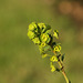 Euphorbia amygdaloides - 'Robbiae' (Wood Spurge)