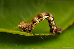 Mottled Umber Caterpillar (Erannis defoliaria)