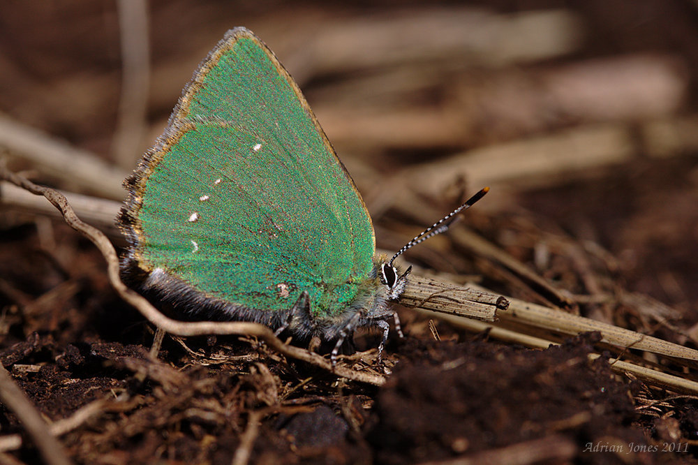 green_hairstreak_004