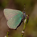 green_hairstreak_001