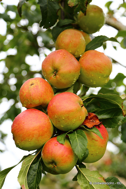 Bumper Crop in the Orchard Bumper Crop in the Orchard