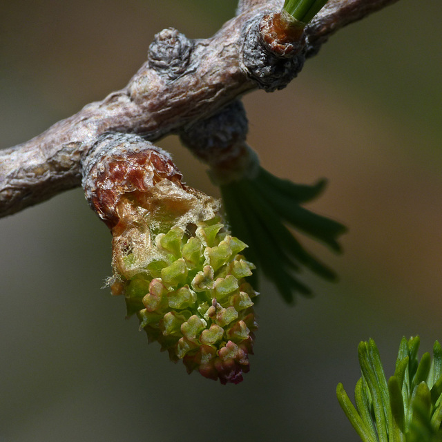 Subalpine Larch / Larix lyallii Subalpine Larch / Larix lyallii