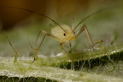 aphid_001