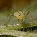aphid_001