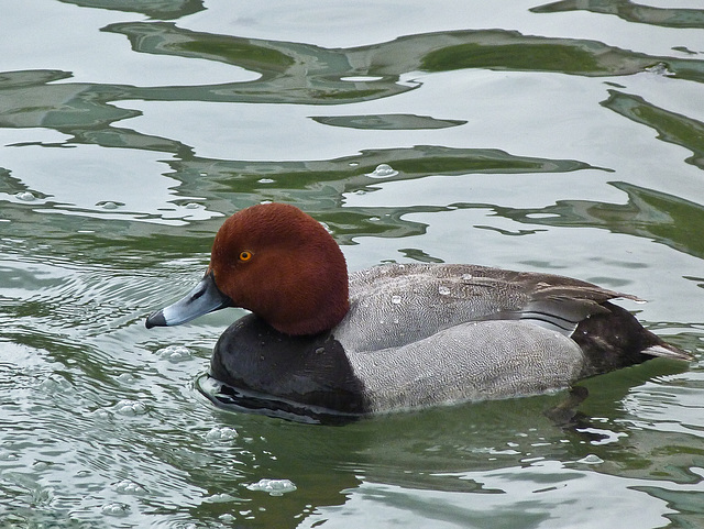 Redhead beauty