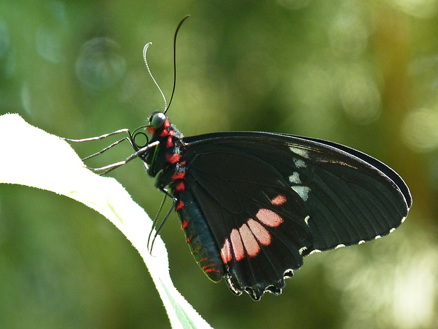 Pink Cattleheart / Parides iphidamas