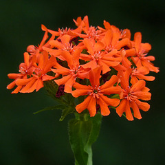 Maltese Cross Lychnis chalcedonica