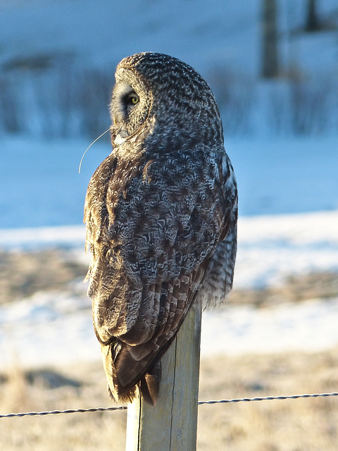 White, blues and browns of winter