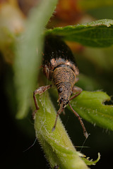 Weevil