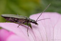 Oedemera lurida