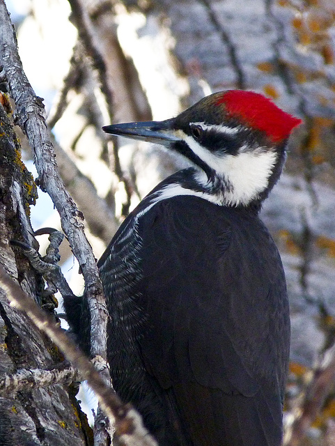 Pileated Woodpecker / Dryocopus pileatus