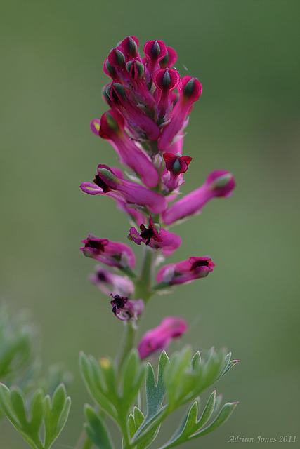 fumitory_001