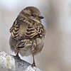 The cutest little House Sparrow