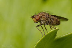 Tiny Fly