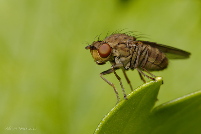 Tiny Fly