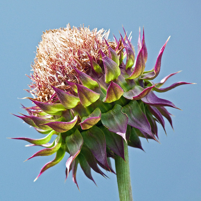 Nodding/Musk Thistle