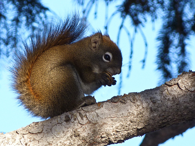 Little Red Squirrel