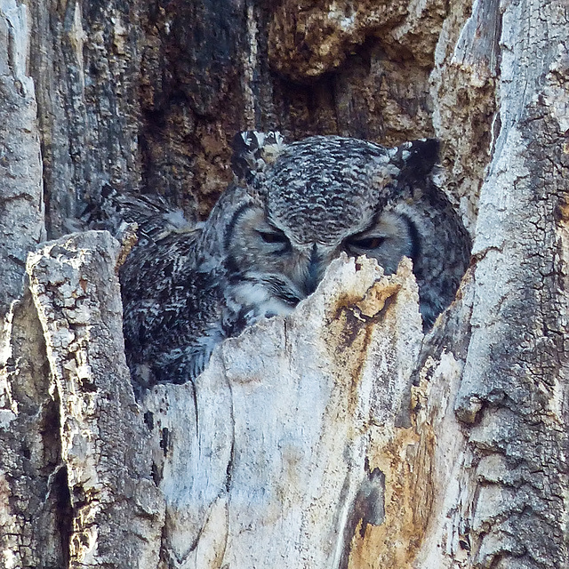 Mom on her nest