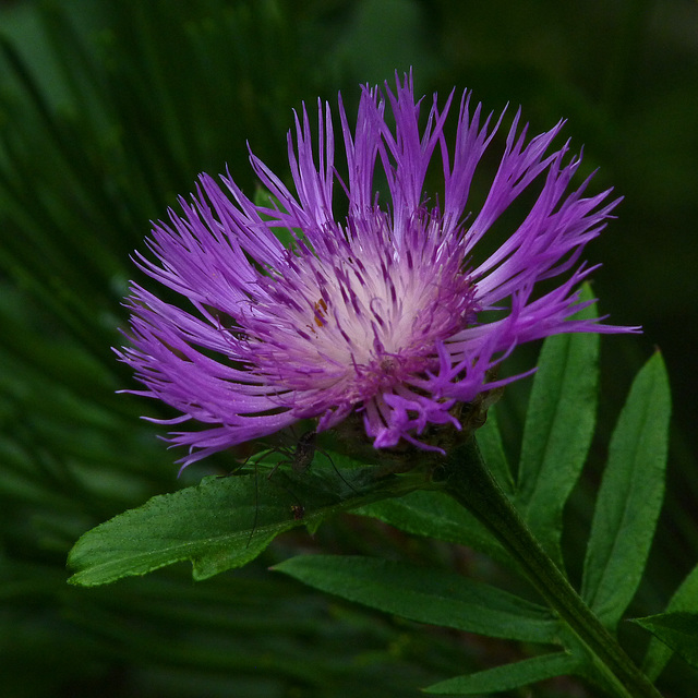 Purple and green