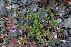 Clinopodium acinos