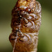 geometrid_larva_003