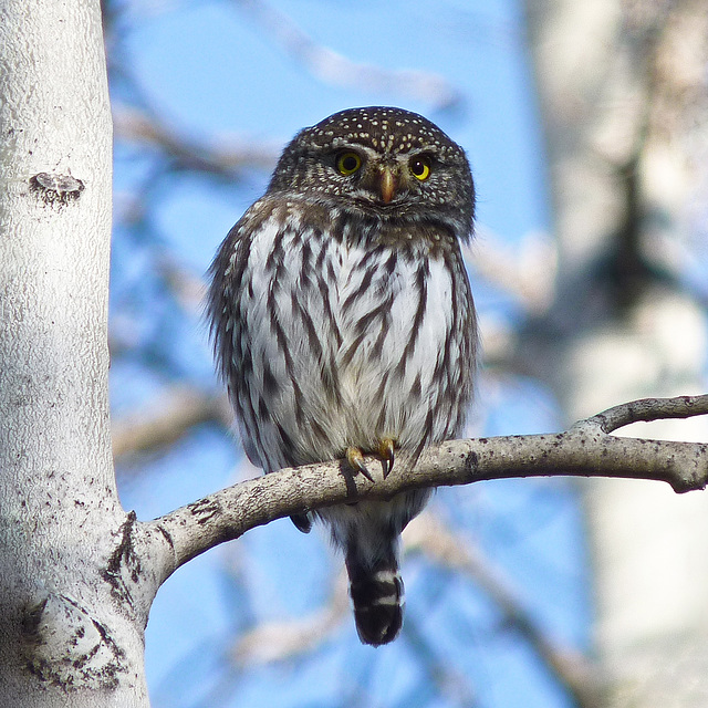 Northern Pygmy-owl