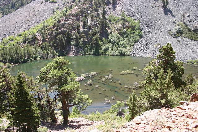 Beaver Pond in Lundy Canyon