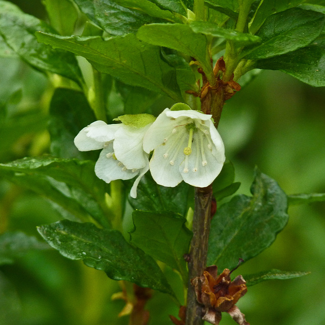 White-flowered Rhododendron / Rhododendron albiflorum