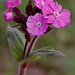 Red Campion.