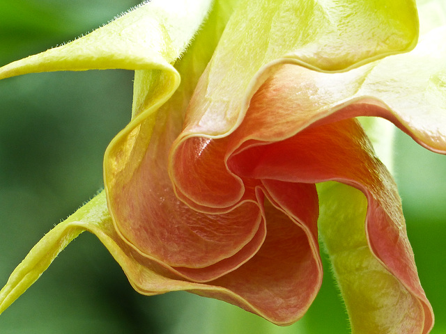 Unfurling Angel's Trumpet