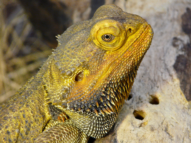 Inland Bearded Dragon