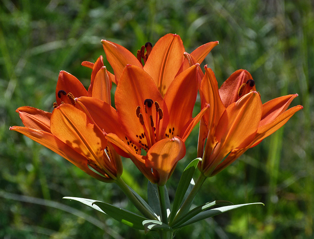 Four-bloom Western Wood Lily