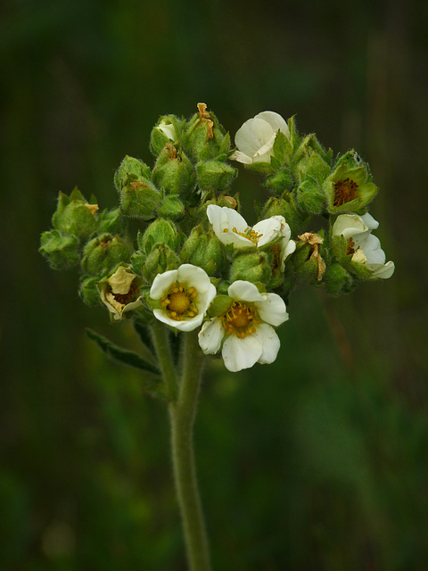 White Cinquefoil