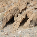 DSC_0243_aduj