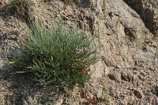 Cytisus oromediterraneus- Genêt purgatif (2)