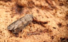 Turnip Moth Agrotis segetum