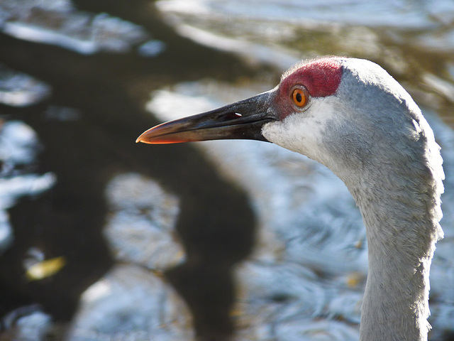 Sandhill Crane