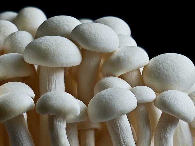 White Shimeji Mushrooms