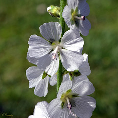 Sidalcea candida