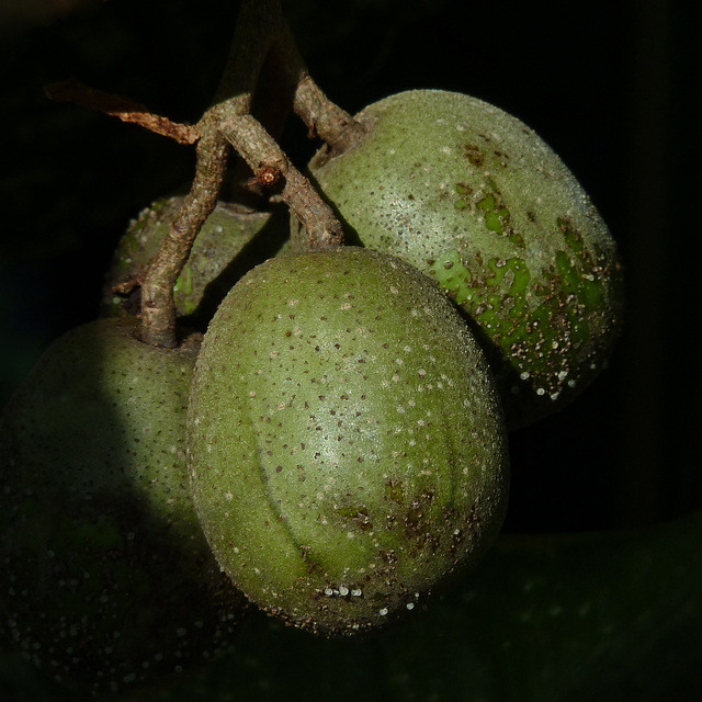 Mystery fruit